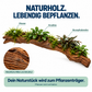 Naturholz als Pflanzenträger auf weißem Hintergrund: Moose, Anubias und Bucephalandra am Stamm sowie Detailansicht natürlicher Rillen und Struktur.