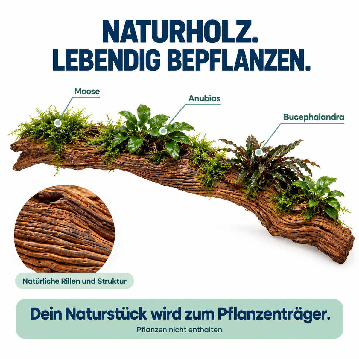 Naturholz als Pflanzenträger auf weißem Hintergrund: Moose, Anubias und Bucephalandra am Stamm sowie Detailansicht natürlicher Rillen und Struktur.