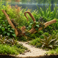 Kräftiges Spider Wood im bepflanzten Mittelgrund mit Anubias und Bucephalandra; Schieferplatte vollständig verdeckt